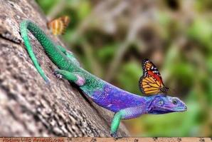 Photo lezard