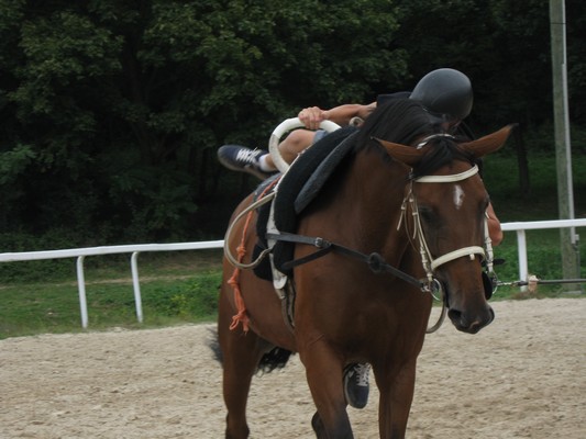 Voltige equestre